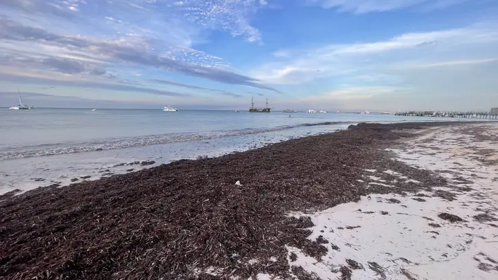 Photo réelle : sargasses échouées sur une plage
